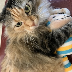 Fundraising Page: Ami Rescues